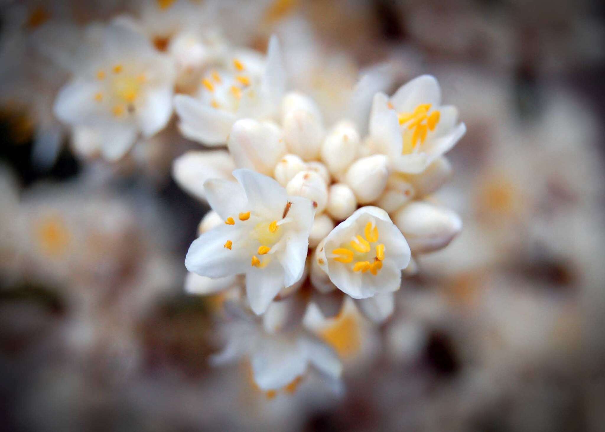 Image of Lomandra ordii (F. Muell.) Ewart