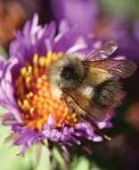 Image of Bumblebees