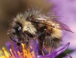 Image of Bumblebees