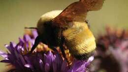 Image of Bumblebees