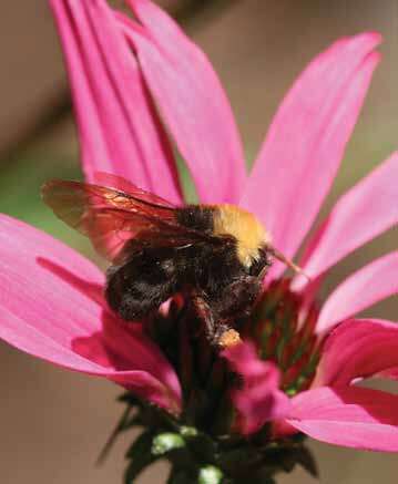 Image of Bumblebees