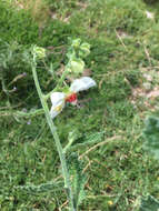Image of Nasa carunculata (Urb. & Gilg) Weigend