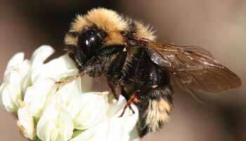 Image of Bumblebees