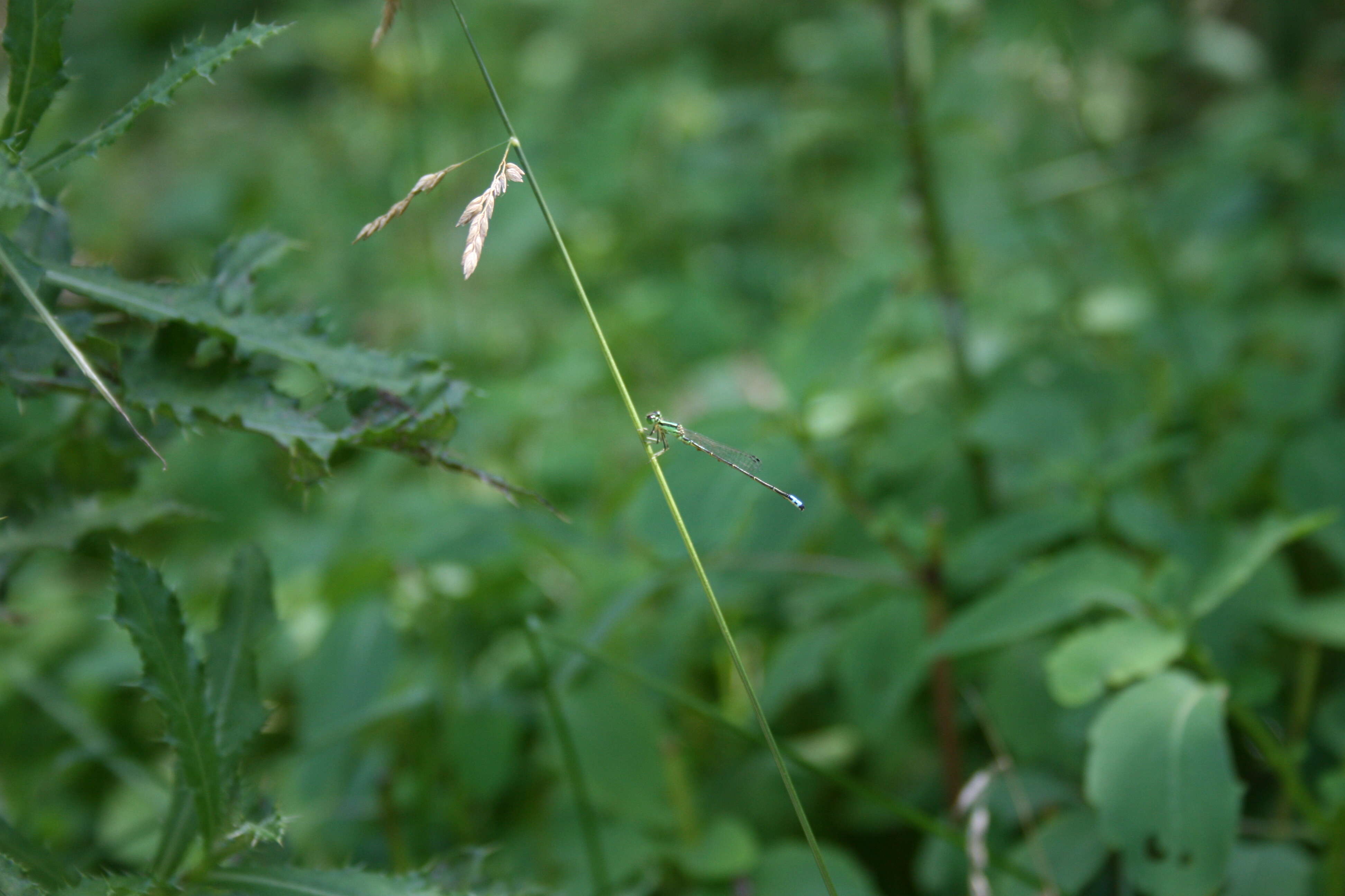 Image of Eastern Forktail