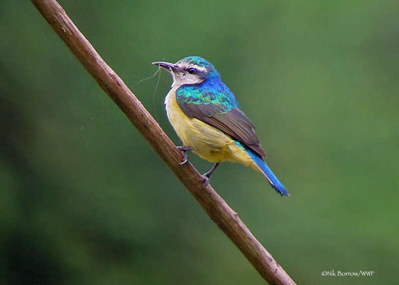 Image of Violet-tailed Sunbird