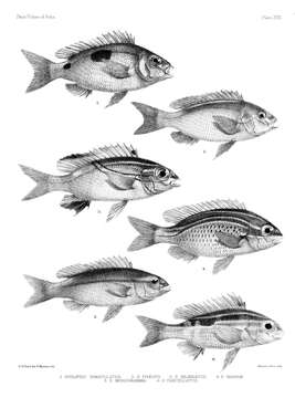 Image of two-lined monocle bream