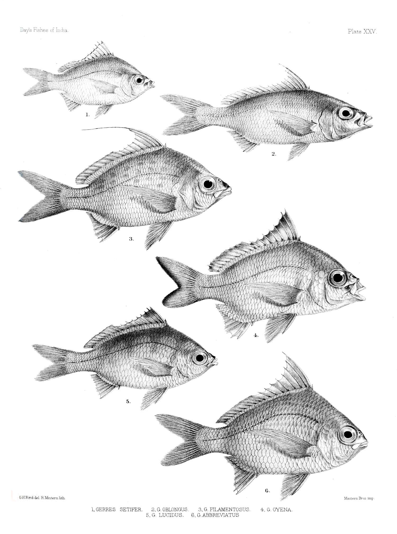 Image of Flagfin Mojarra