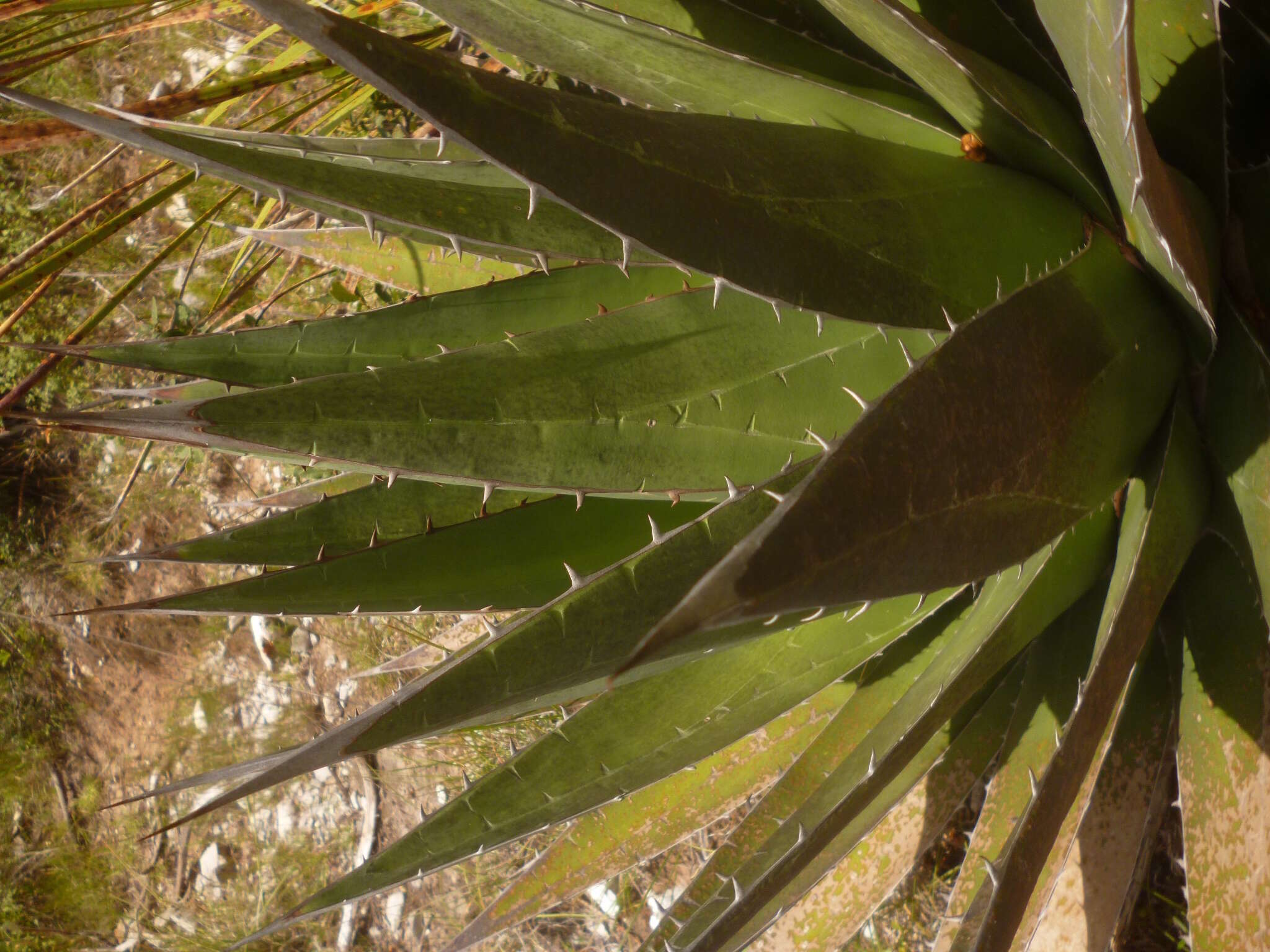 Слика од Agave triangularis Jacobi