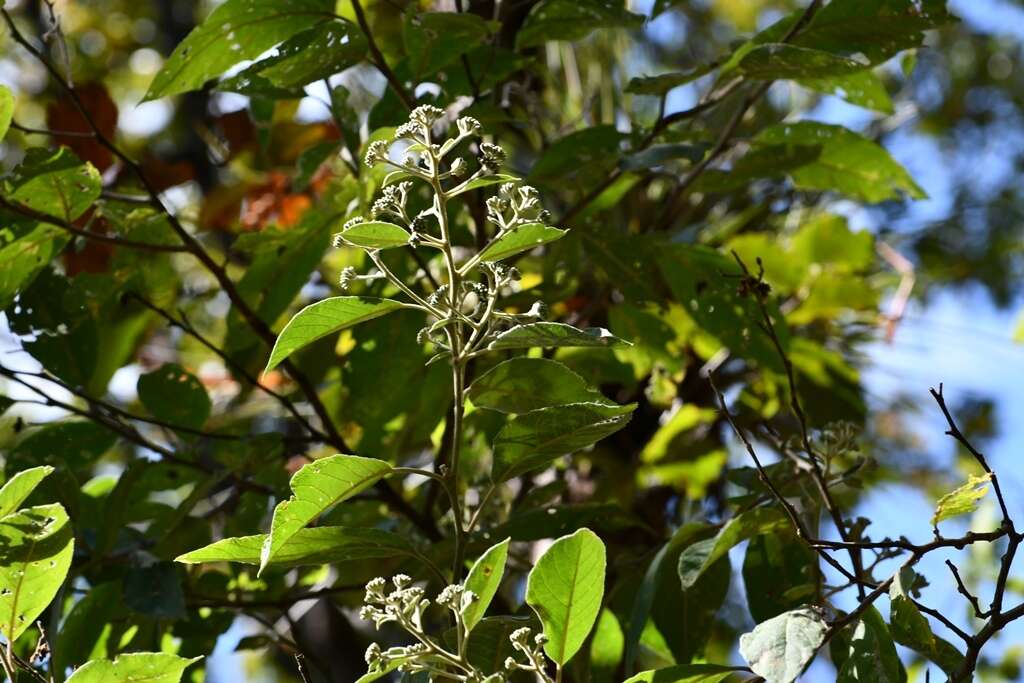 Image de Eremosis leiocarpa (DC.) Gleason