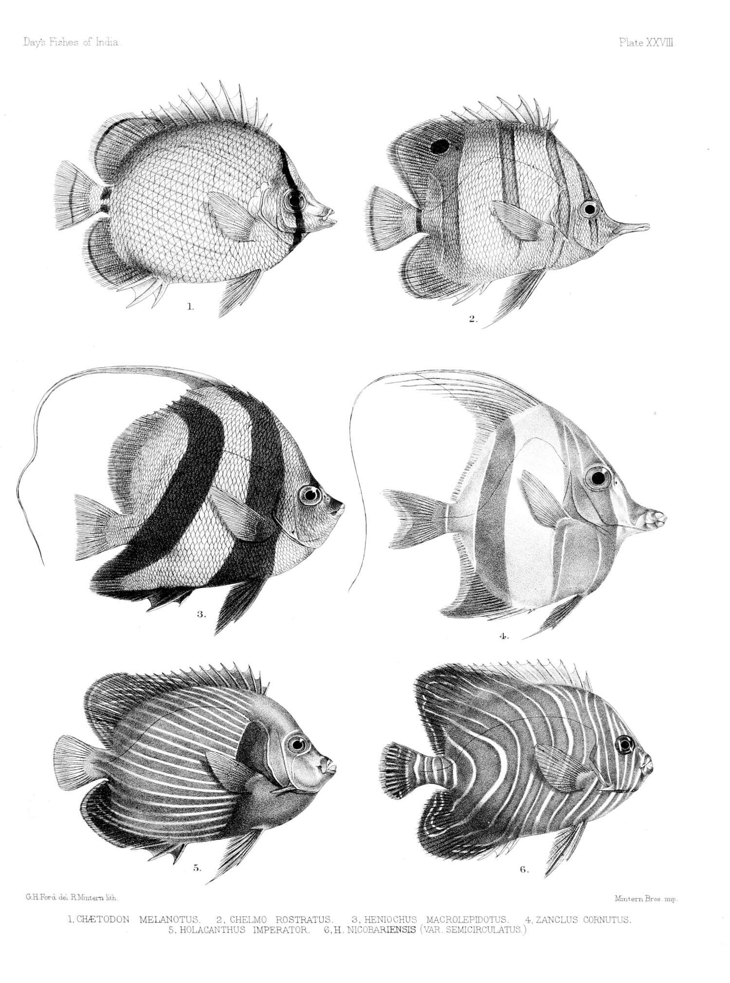 Image of Banded Longsnout Butterflyfish