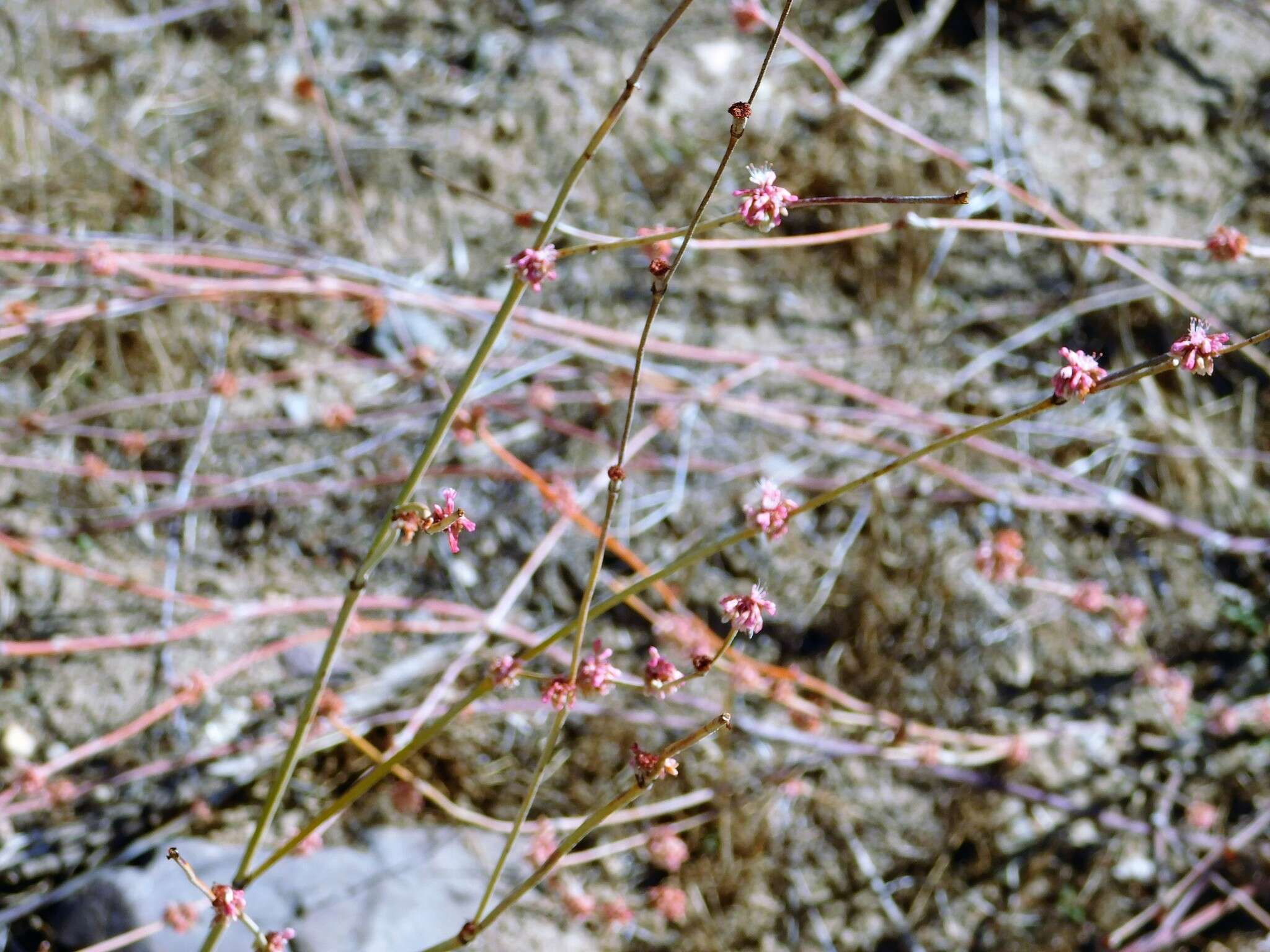 Image of longstem buckwheat