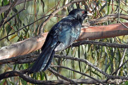 Image of Black-billed Koel