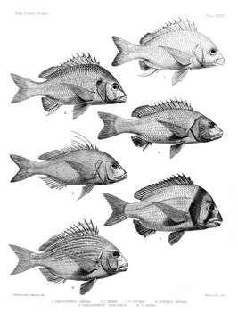 Image of Grey Bream