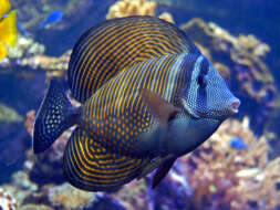 Image of Desjardin's Sailfin Tang