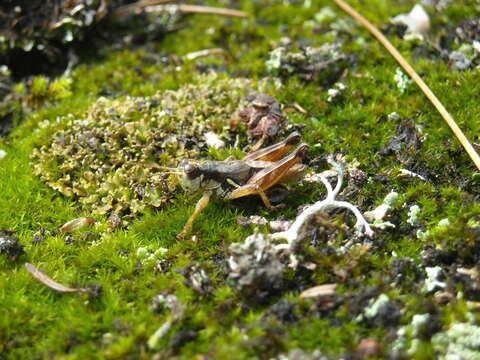 Melanoplus islandicus Blatchley 1898 resmi