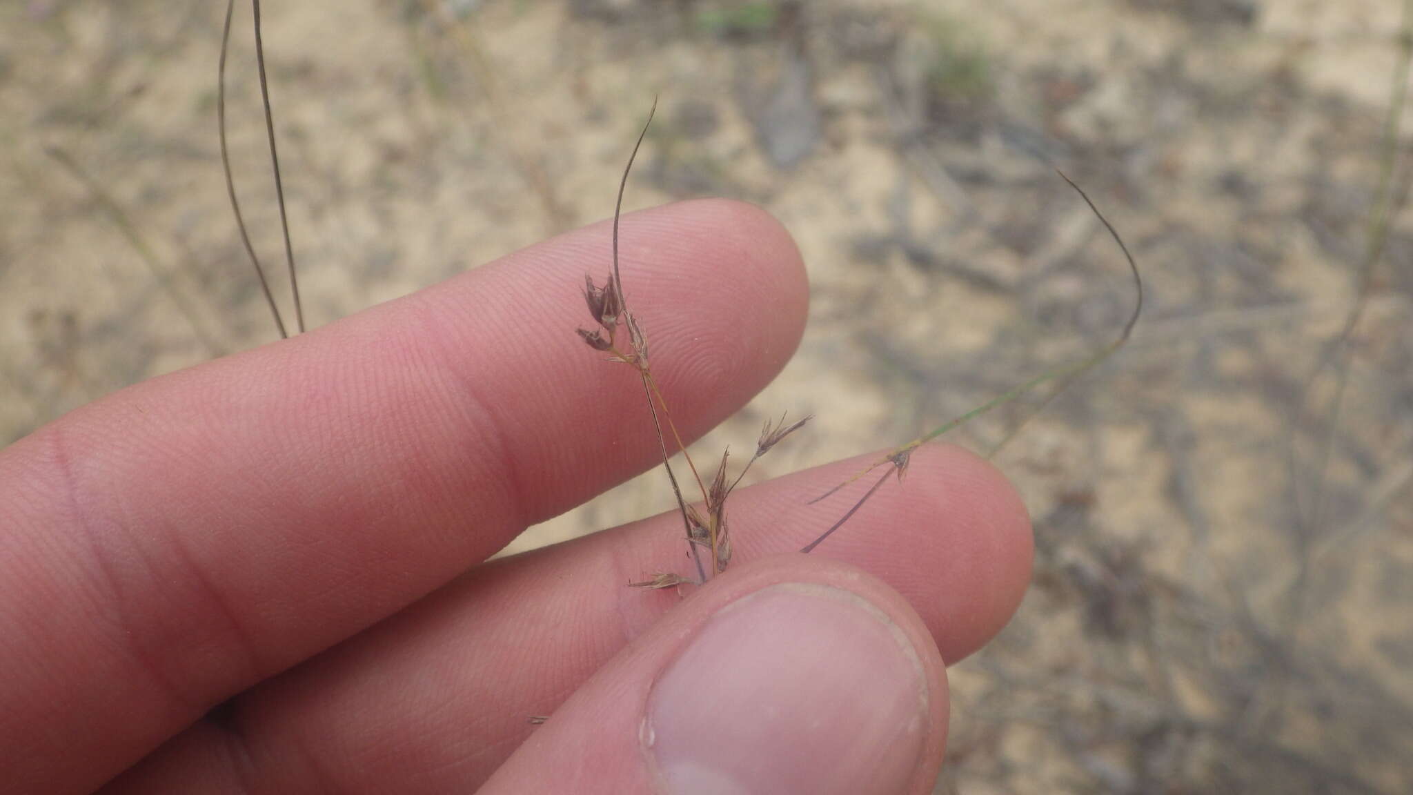 Image of Scleria hilsenbergii Ridl.