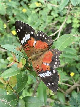 Plancia ëd Anartia amathea roeselia Eschscholtz 1821