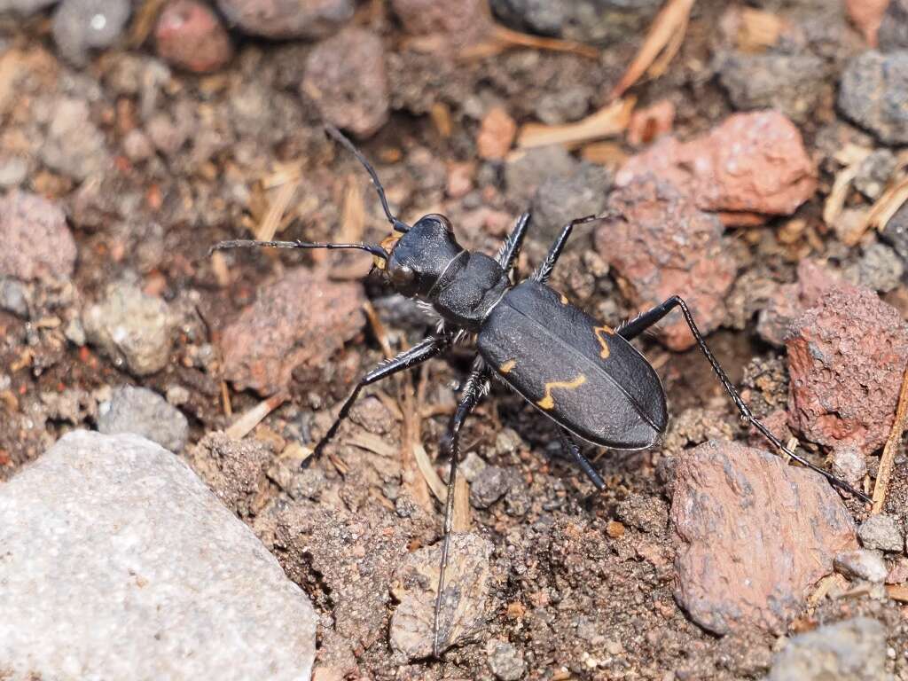 Plancia ëd Cicindela (Cicindela) sachalinensis sachalinensis A. Morawitz 1862