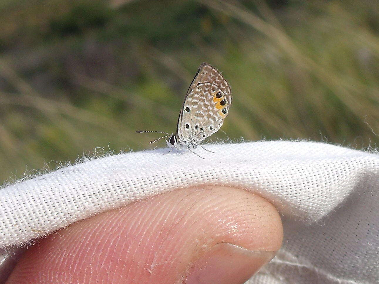 Image of Grass jewel