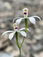 Caladenia clarkiae D. L. Jones resmi