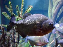 Image of San Francisco piranha