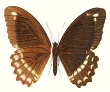 Sivun Papilio fuscus Goeze 1779 kuva