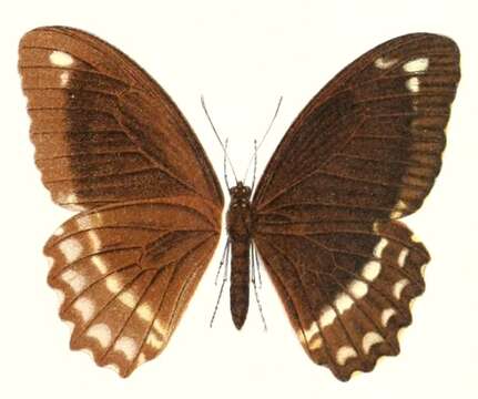 Image of Canopus Swallowtail