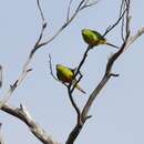 Image of Orange-bellied Parakeet