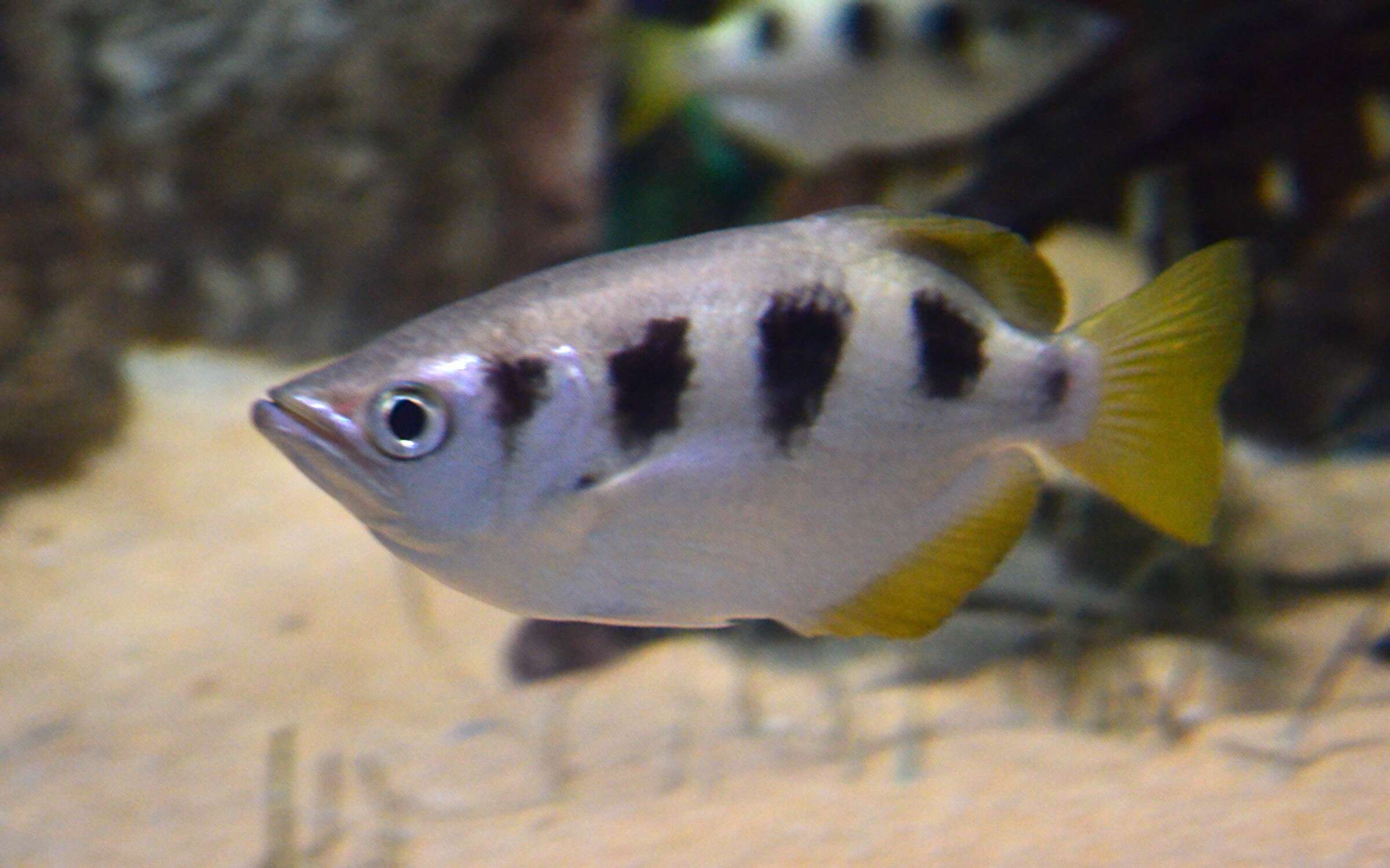 Image of Sevenspot archerfish