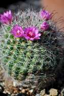 Image of Mammillaria zeilmanniana Boed.