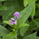 Macbridea caroliniana (Walter) S. F. Blake的圖片