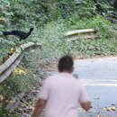 Image of Blue-billed Curassow