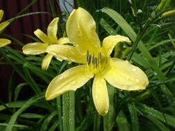 Image of Daylily