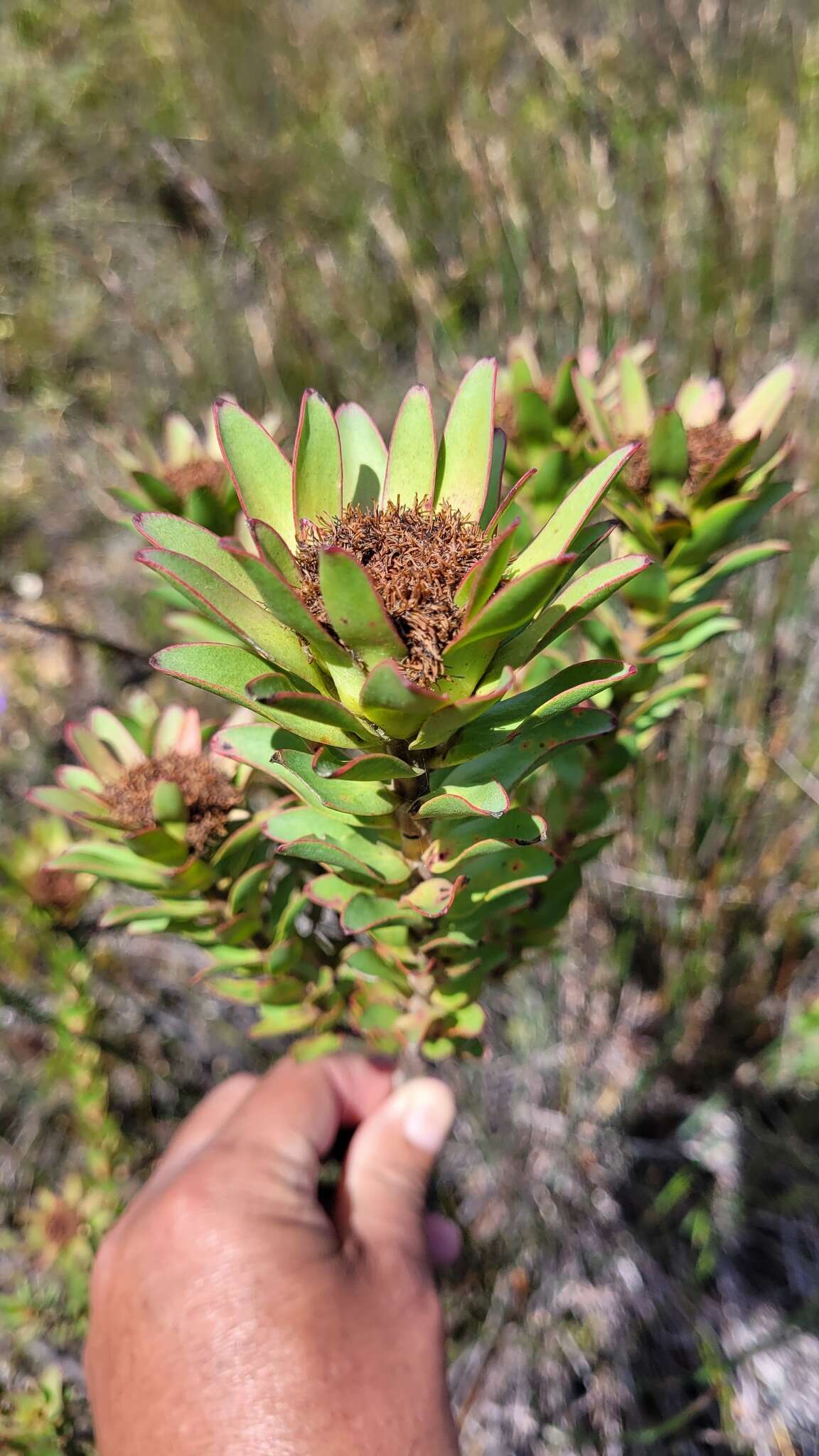 Image of Leucadendron elimense subsp. elimense