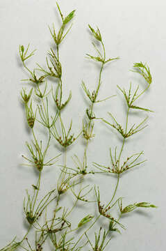 Image of Delicate Stonewort