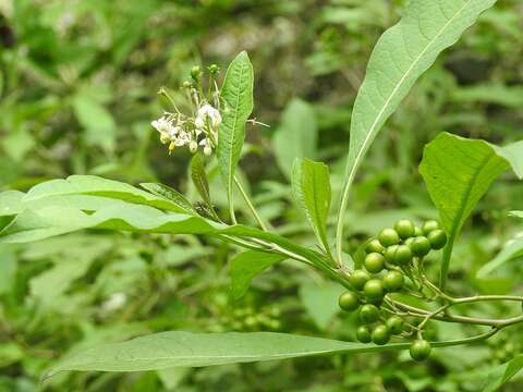 Plancia ëd Solanum aligerum Schltdl.