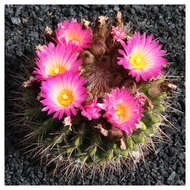 Image of Parodia herteri (Werderm.) N. P. Taylor