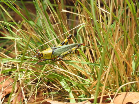 Image of Variegated grasshopper