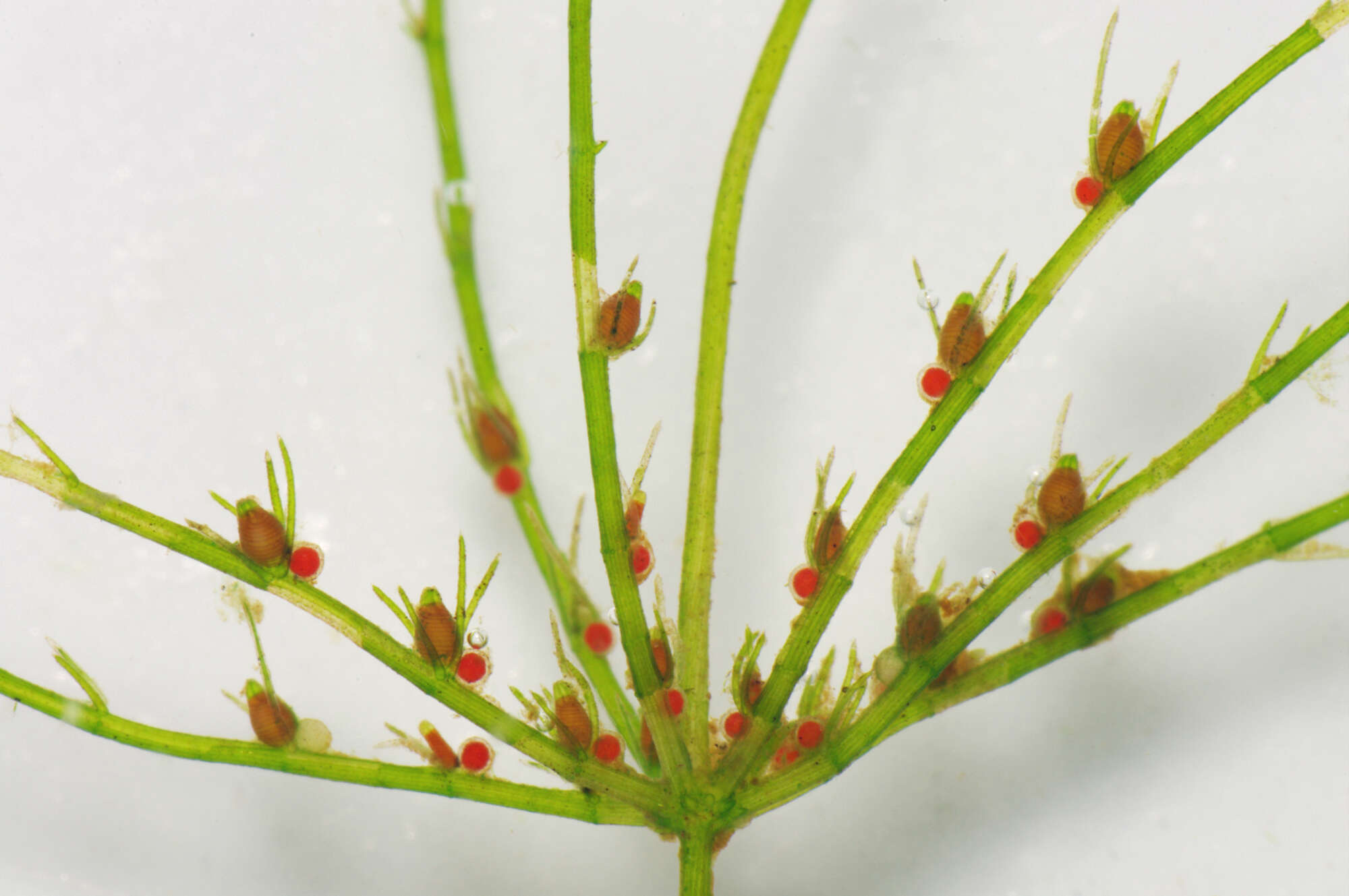 Image of Delicate Stonewort