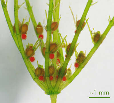 Image of Delicate Stonewort