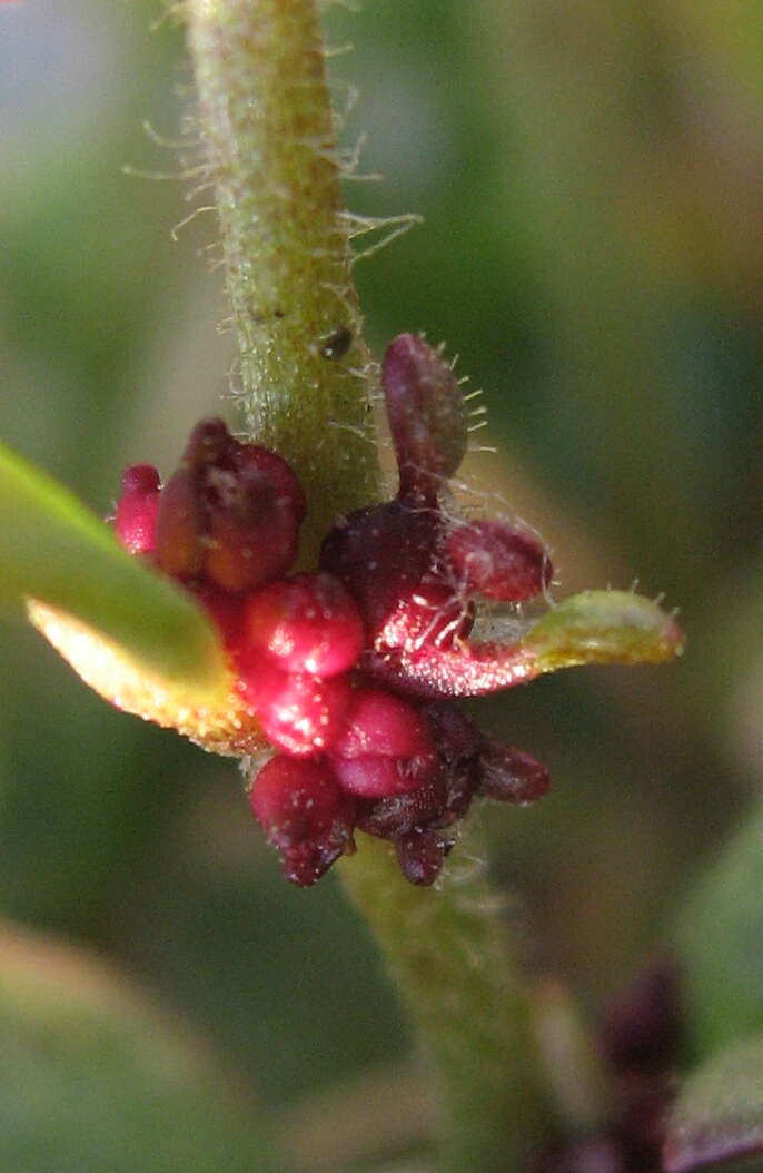 Plancia ëd Saxifraga cernua L.