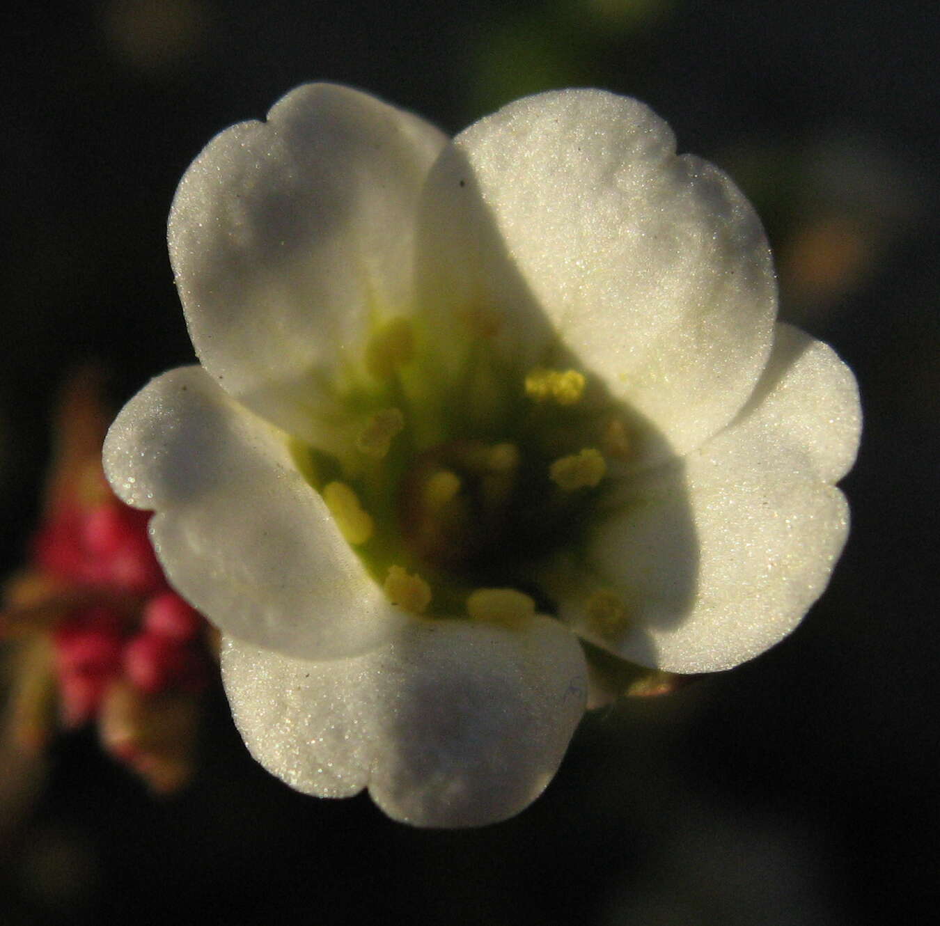 Plancia ëd Saxifraga cernua L.