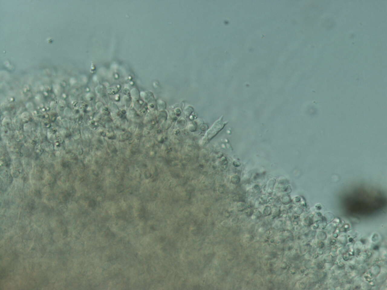 Image de Lichenomphalia meridionalis (Contu & La Rocca) P.-A. Moreau & Courtec. 2008