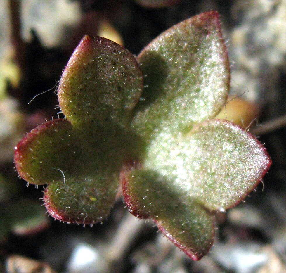 Plancia ëd Saxifraga cernua L.