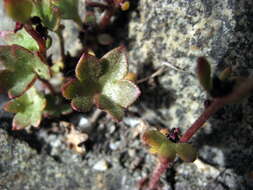 Plancia ëd Saxifraga cernua L.