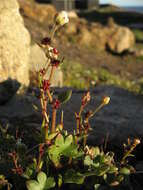 Plancia ëd Saxifraga cernua L.