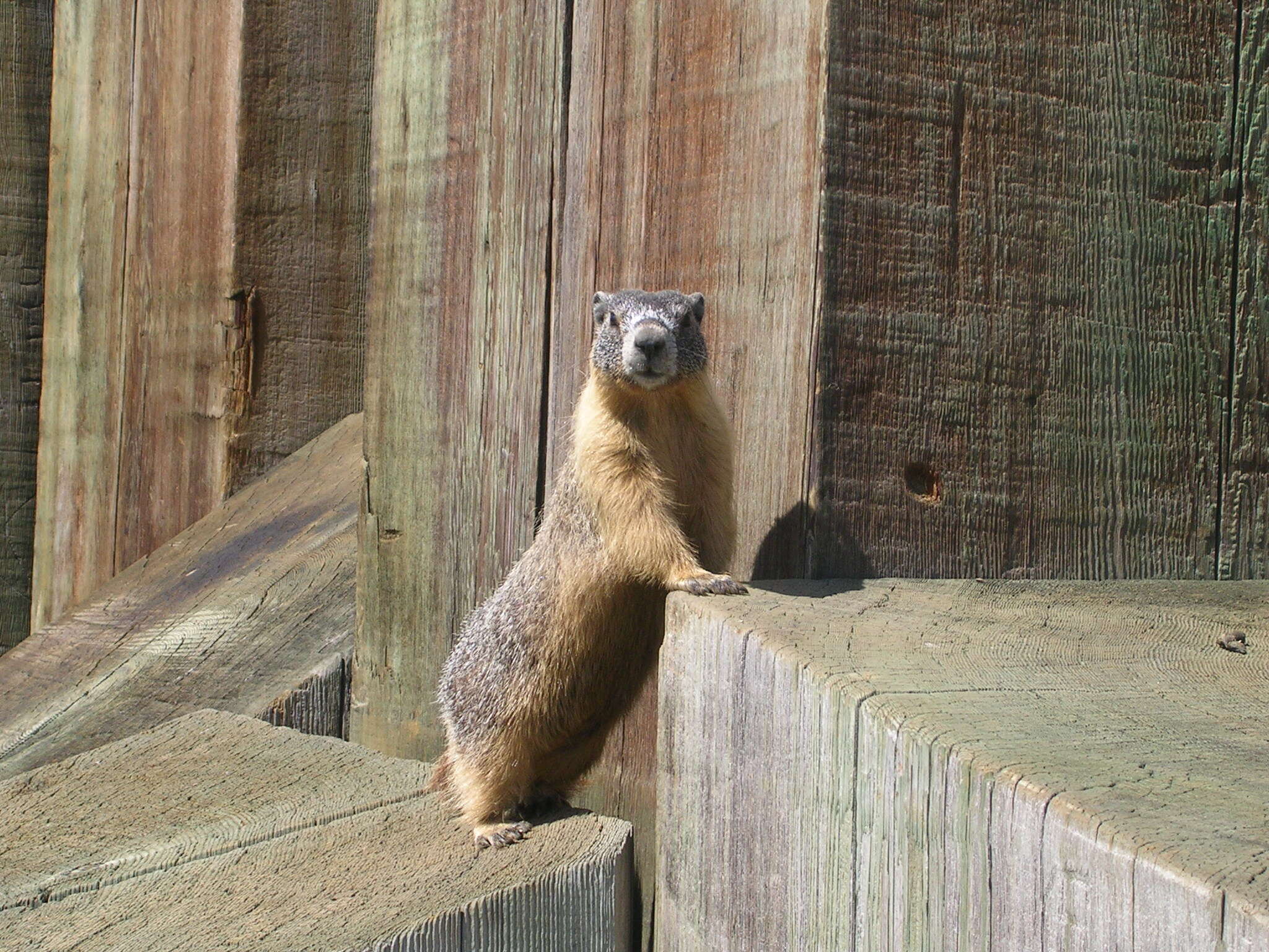 Image of Marmota subgen. Petromarmota Steppan et al. 1999