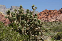 Слика од Yucca brevifolia Engelm.