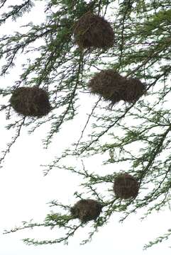 Image of Grey-capped Social Weaver