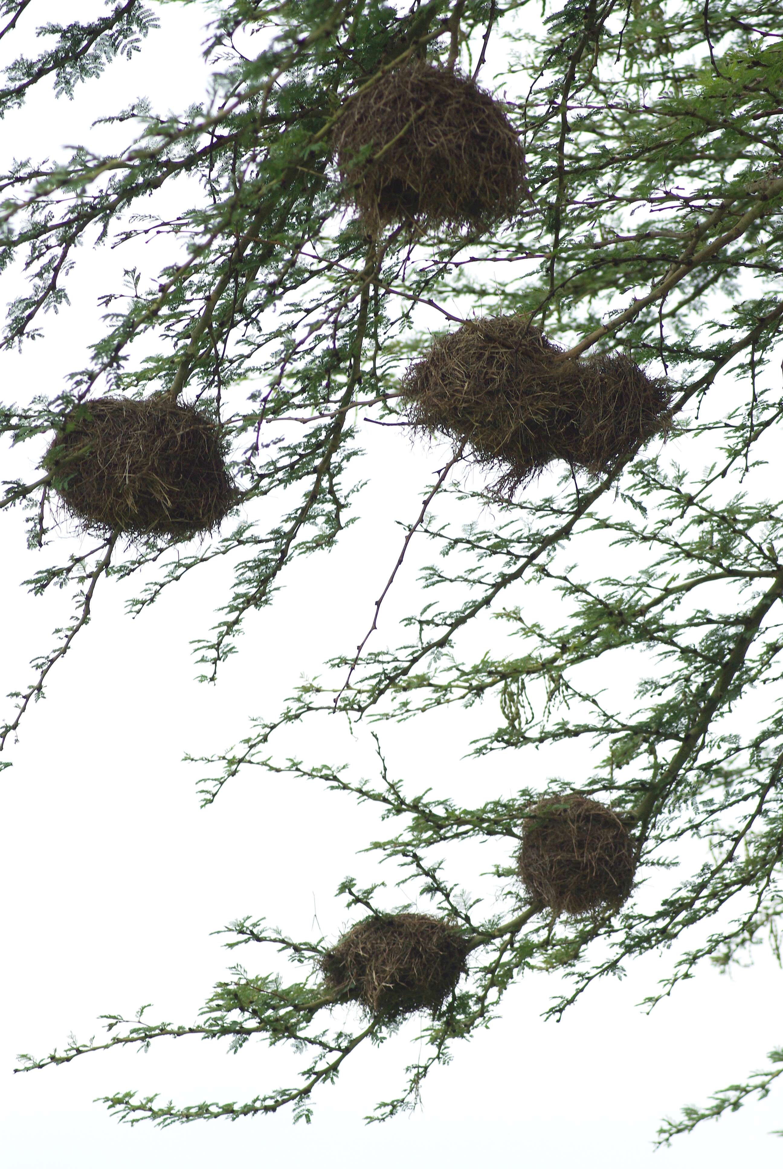 Image of Grey-capped Social Weaver